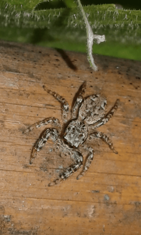 Marpissa muscosa (Salticidae)? S - prov. PD